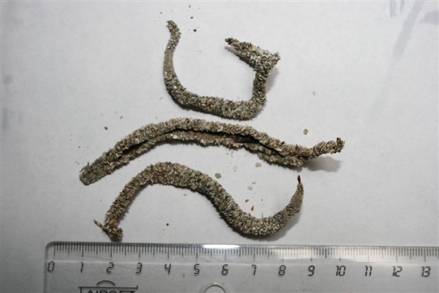 Kokertje van Owenia fusiformis Kokertje van Owenia fusiformis