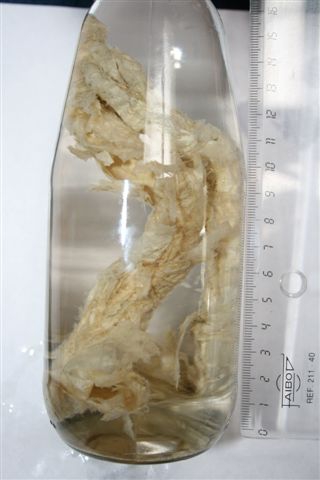 Koker van de perkamentkokerworm Koker van de perkamentkokerworm