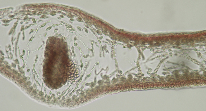 Kallymenia reniformis