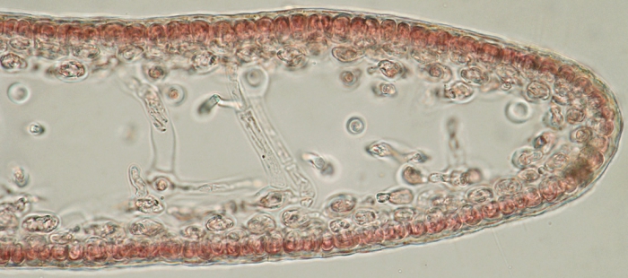 Kallymenia reniformis Kallymenia reniformis
