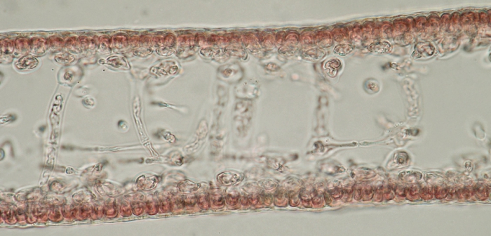 Kallymenia reniformis Kallymenia reniformis