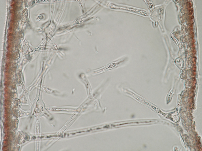 Kallymenia reniformis Kallymenia reniformis