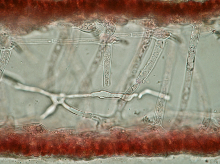 Kallymenia reniformis