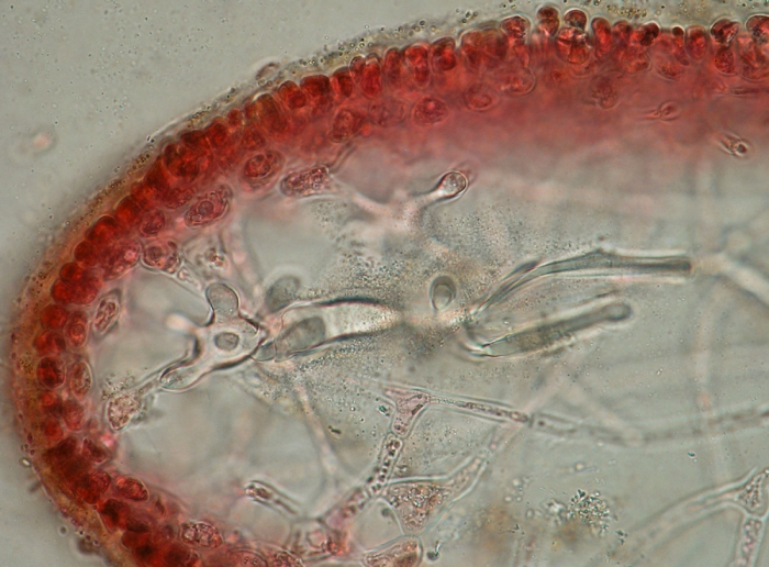 Kallymenia reniformis
