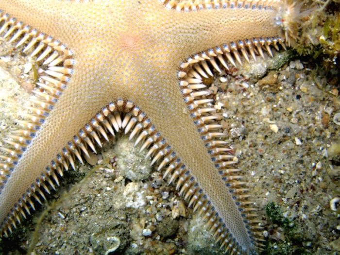 Astropecten platyacanthus Astropecten platyacanthus