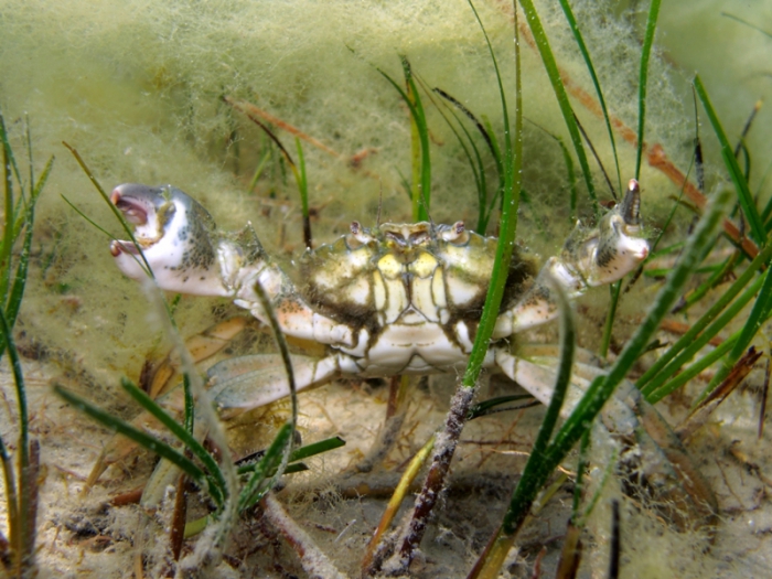 Carcinus aestuarii Carcinus aestuarii