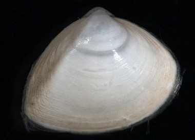 Picture of Spisula subtruncata