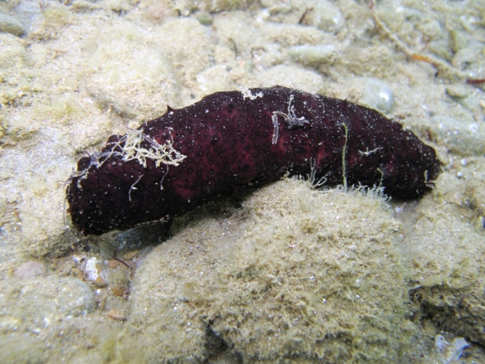Holothuria poli Holothuria poli