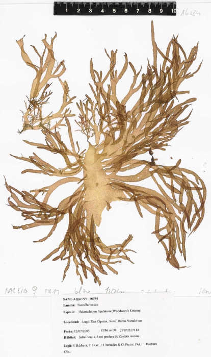 Halarachnion ligulatum Halarachnion ligulatum