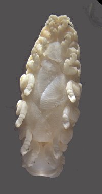 Ceratothoa oestroides Ceratothoa oestroides