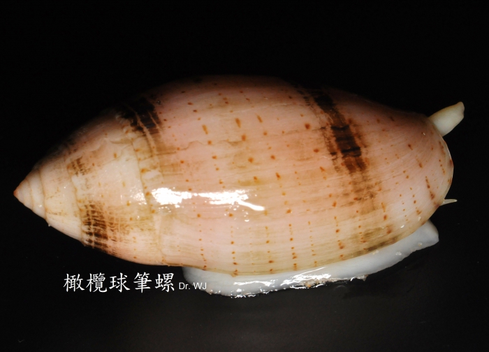 Pterygia nucea (Gmelin, 1791) Pterygia nucea (Gmelin, 1791)