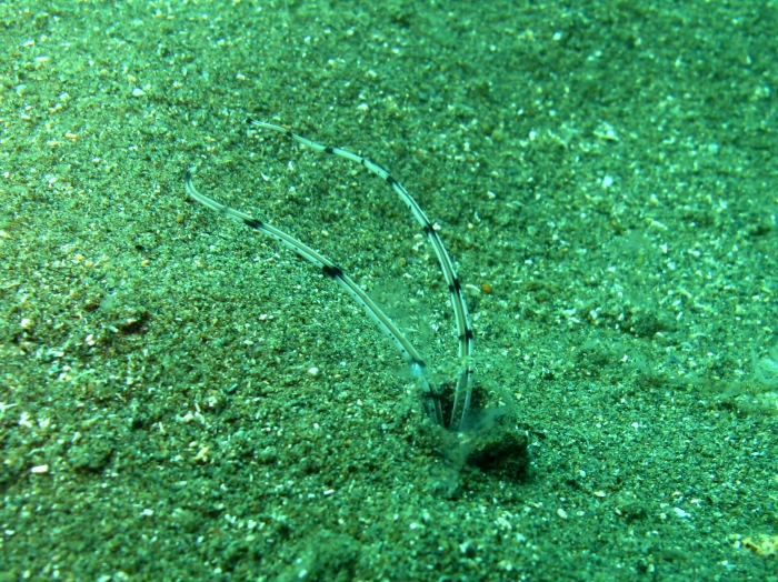 Mesochaetopterus rogeri. Locality : Cala Joncols, Spain Mesochaetopterus rogeri. Locality : Cala Joncols, Spain