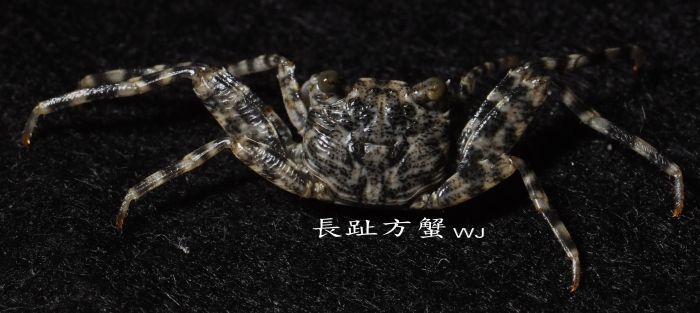 Grapsus longitarsis Dana, 1851 Grapsus longitarsis Dana, 1851