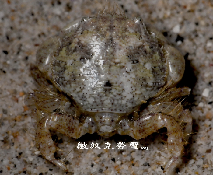 Kraussia rugulosa (Krauss, 1843) Kraussia rugulosa (Krauss, 1843)