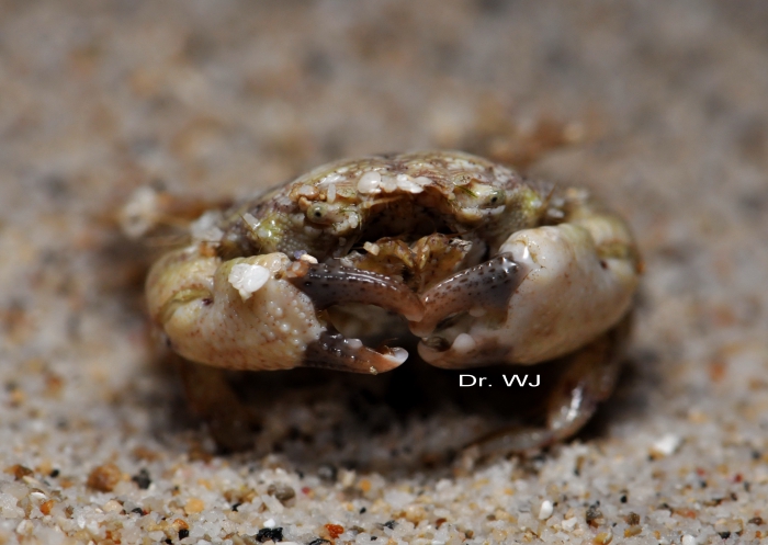 Kraussia rugulosa (Krauss, 1843) Kraussia rugulosa (Krauss, 1843)