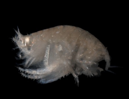 Picture of Urothoe poseidonis