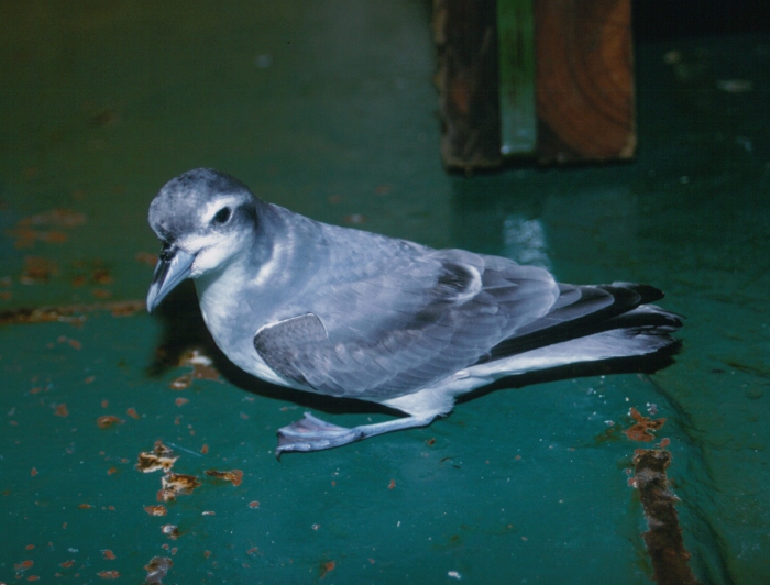 Broad-billed prion