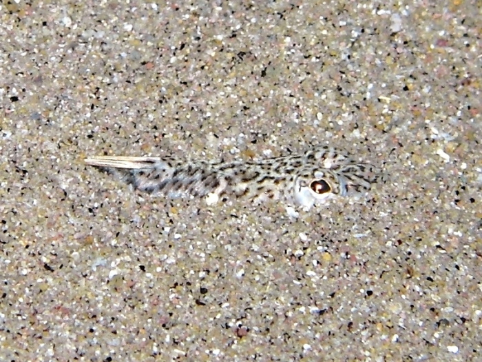 Echiichthys vipera