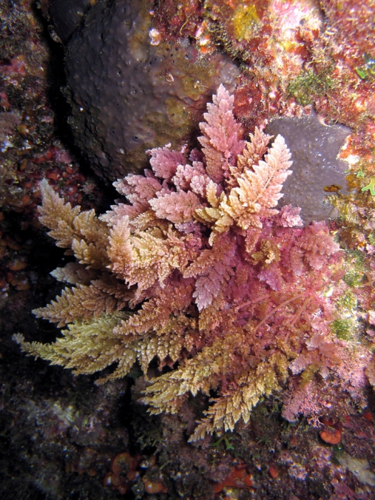 Asparagopsis taxiformis Asparagopsis taxiformis