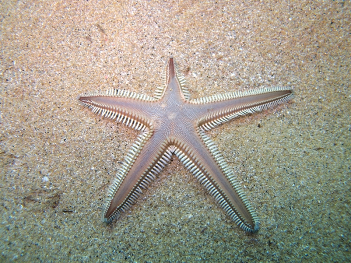 Astropecten bispinosus Astropecten bispinosus