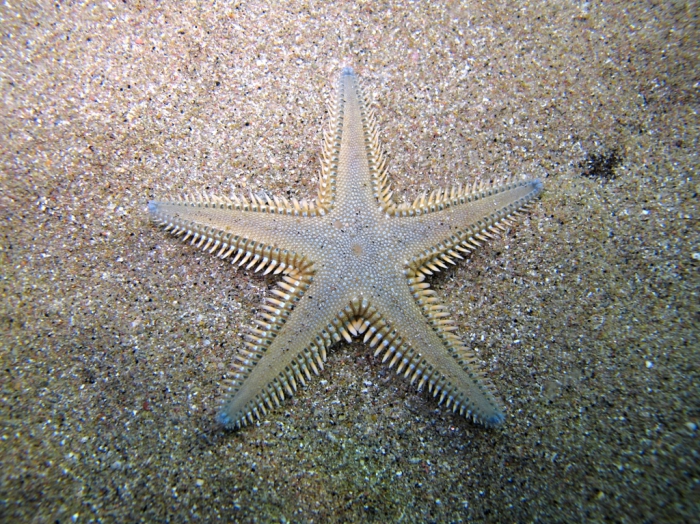 Astropecten platyacanthus Astropecten platyacanthus
