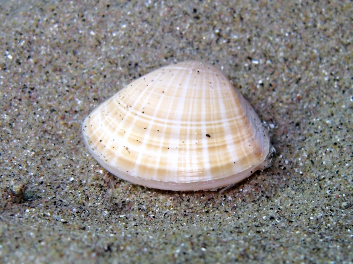 Mactra stultorum Mactra stultorum