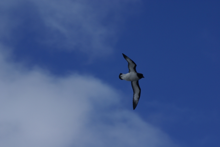 Cape Petrel in flight Cape Petrel in flight