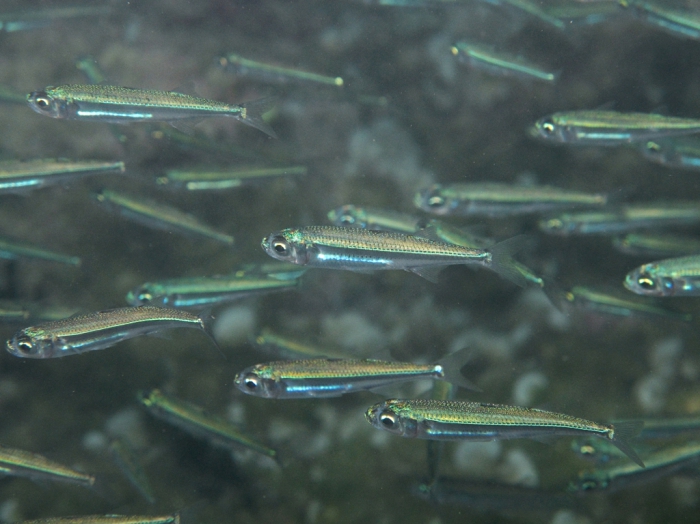 Atherina cf. boyeri