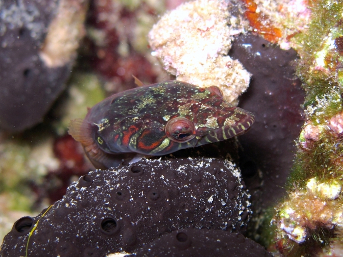 Lepadogaster candolii Lepadogaster candolii
