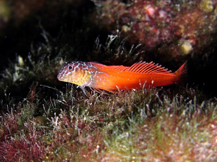 Lipophrys nigriceps Lipophrys nigriceps