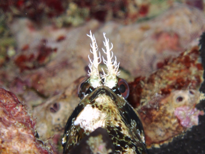 Parablennius gattorugine: detail supraorbital tentacles Parablennius gattorugine: detail supraorbital tentacles
