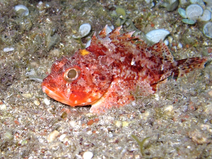 Scorpaena notata Scorpaena notata
