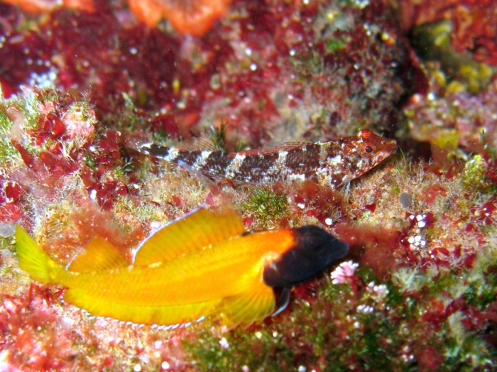 Tripterygion delaisi (male and female) Tripterygion delaisi (male and female)