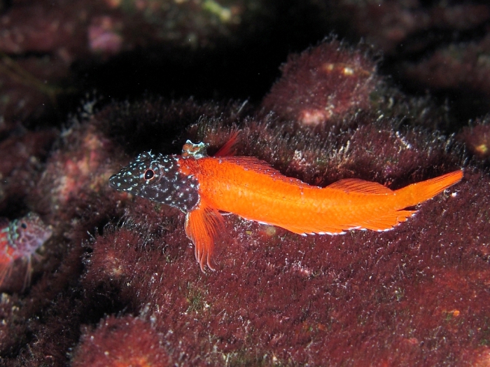 Tripterygion melanurus (male) Tripterygion melanurus (male)