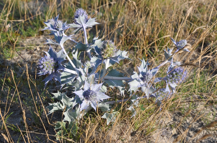 Blauwe zeedistel Blauwe zeedistel