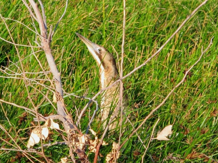Botaurus stellaris Botaurus stellaris