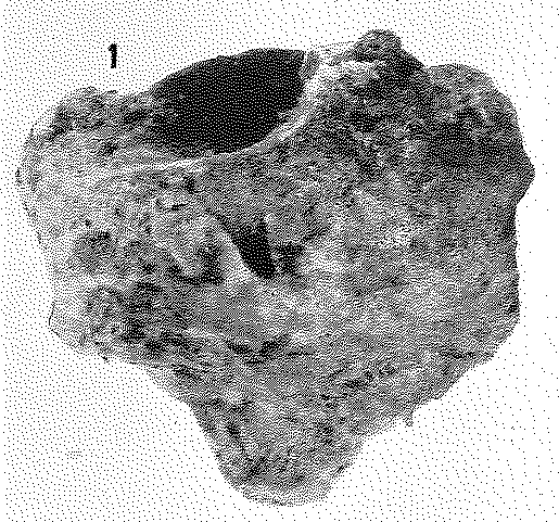Haliclona calcinea