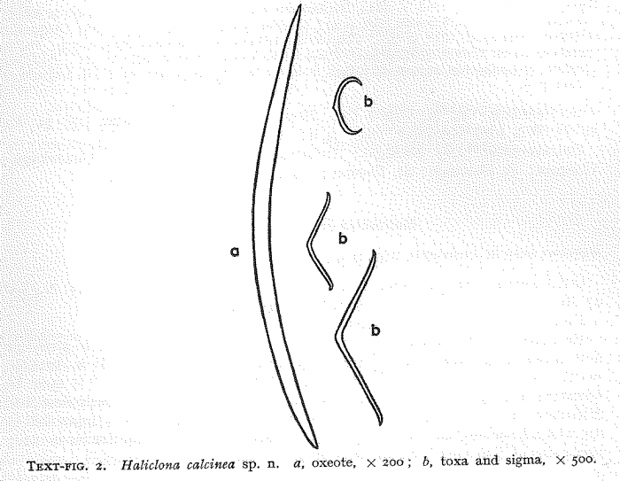 Haliclona calcinea spicules