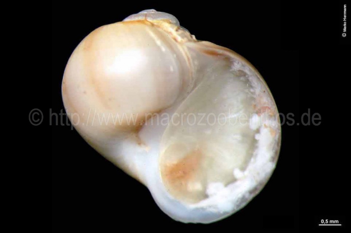 Cryptonatica affinis