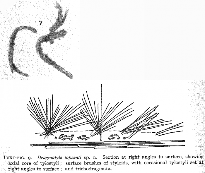 Drgamatyle topsenti Burton, 1954