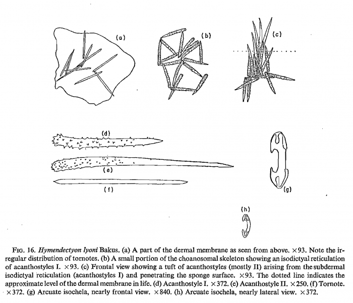 Hymendectyon lyoni Bakus, 1966