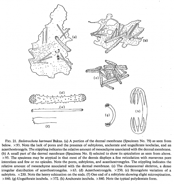 Stelotrochota hartmani Bakus, 1966
