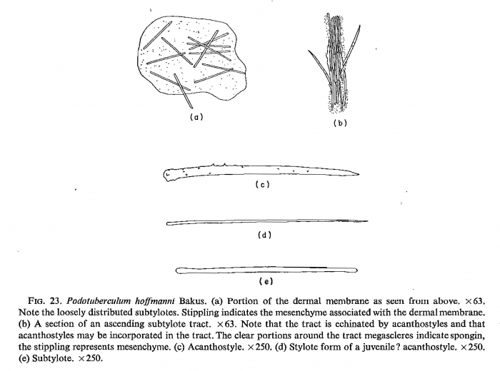 Podotuberculum hofmanni Bakus, 1966