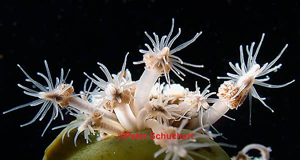 Clava multicornis Clava multicornis