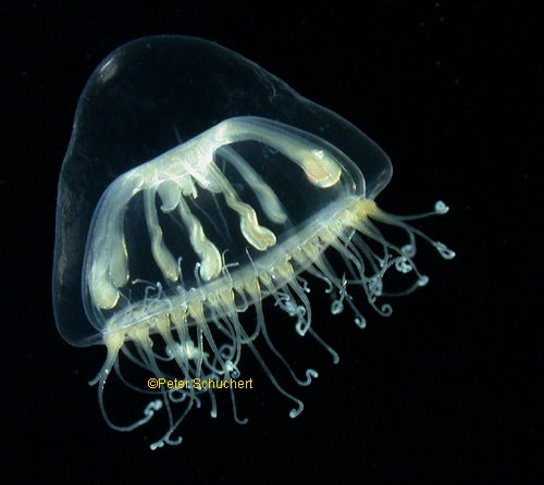 Melicertum octocostatum Melicertum octocostatum