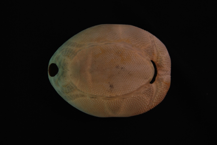 Brissus unicolor (Leske, 1778)