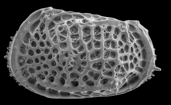 Poseidonamicus from the deep Southern Ocean Poseidonamicus from the deep Southern Ocean