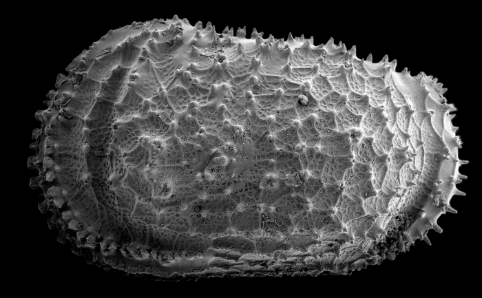 Taracythere from the Southern Ocean