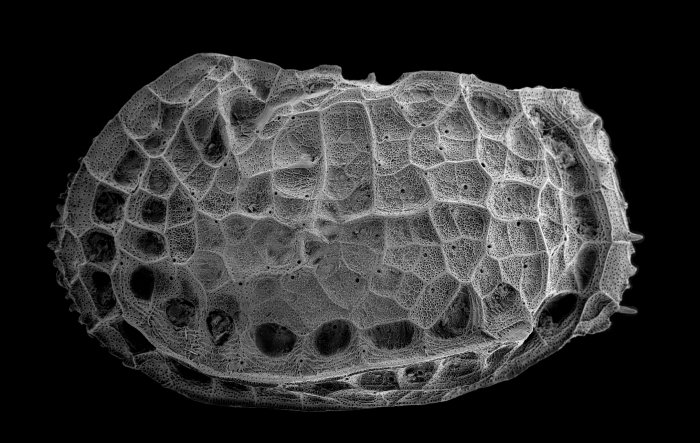 Bradleya mesembrina (left valve) Bradleya mesembrina (left valve)