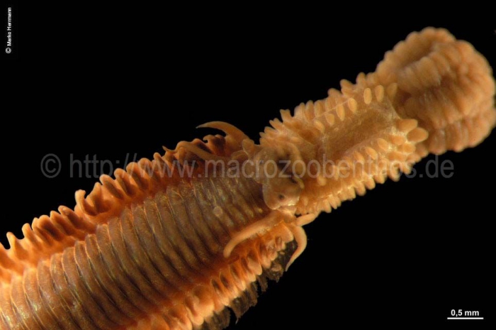 Phyllodoce (Anaitides) groenlandica Phyllodoce (Anaitides) groenlandica